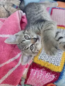 Отдам котят