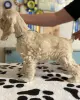 Американский кокер спаниель - щенки