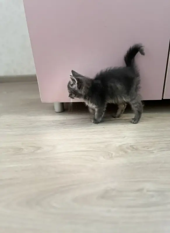 Котята в дар
