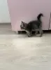 Котята в дар