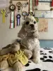 Американский кокер спаниель - щенки