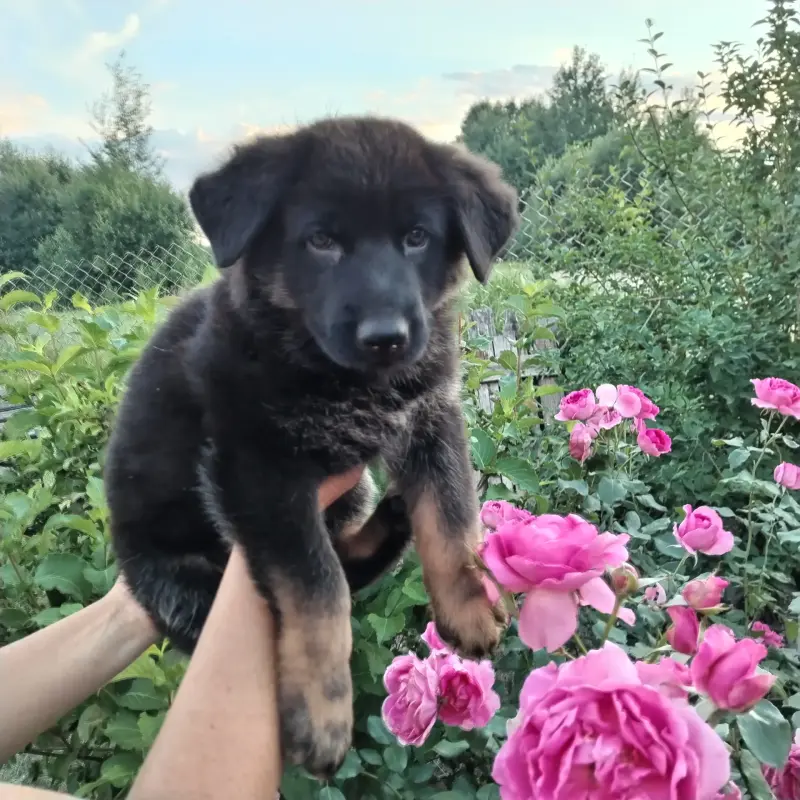 Щенки немецкой овчарки