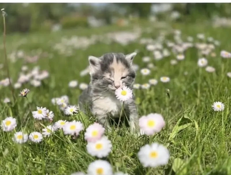 Котята в дар