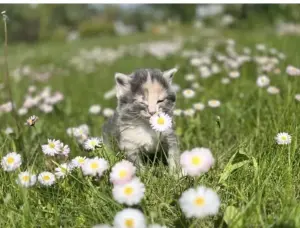 Котята в дар
