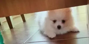 Щенки шпица