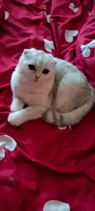 Шотландская кошечка/Scottish fold straight