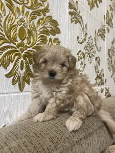 Щенки Мальтипу