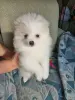 Щенки шпица