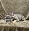 Французский бульдог