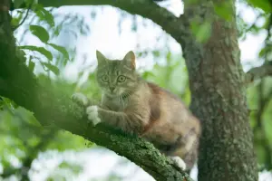 Кошечка БЬЮТИ в поиске дома