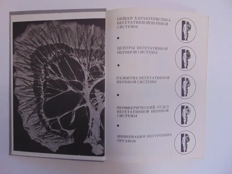 Вегетативная нервная система:Атлас