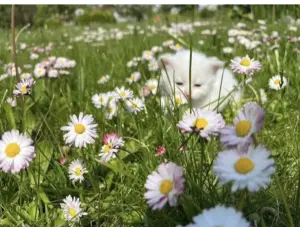 Котята в дар