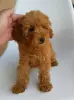 Щенки Той пуделя