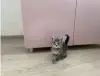 Котята в дар