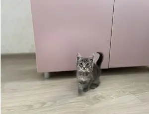 Котята в дар
