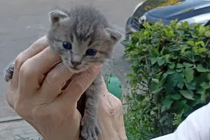 Срочно. Котенок мальчик дар!