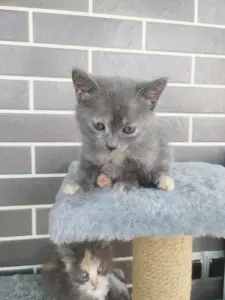 котята