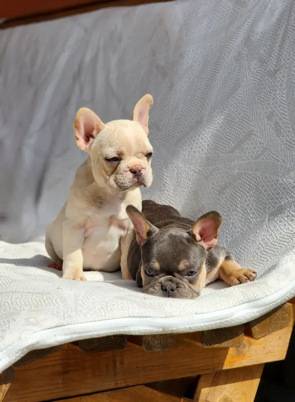 Щенки французского бульдога