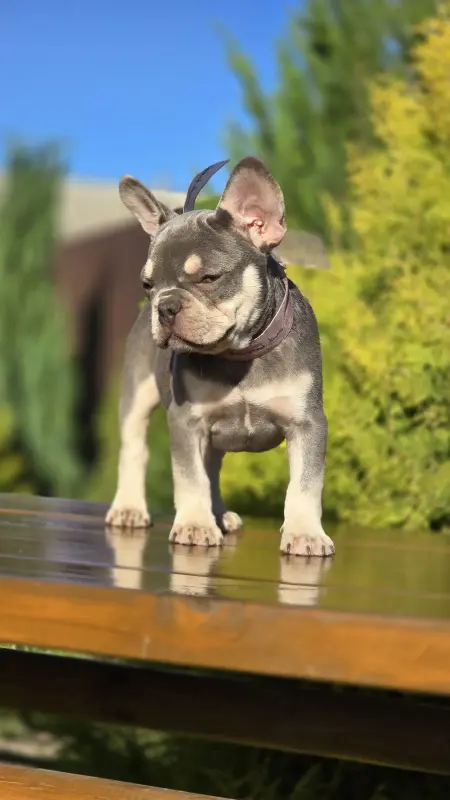 Щенки французского бульдога - Городея - 151966 - Доска объявлений Kupika.by - Фото 2