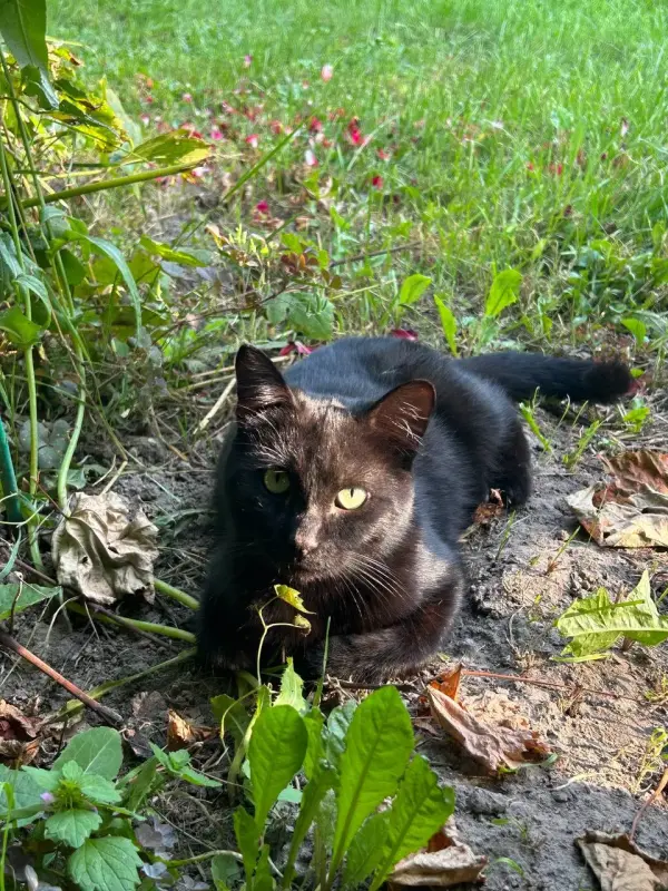 Очаровательный красавец Лоск в поисках семьи! 🐈‍⬛🏠