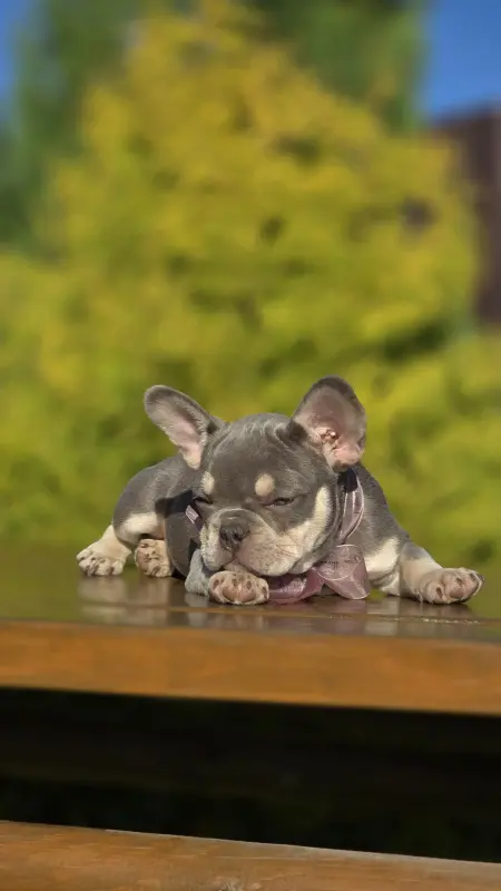 Щенки французского бульдога - Городея - 151966 - Доска объявлений Kupika.by - Фото 3