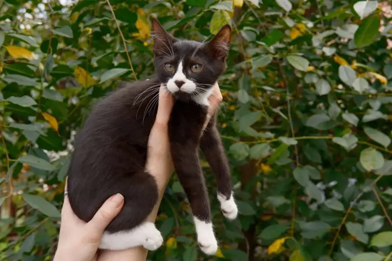 Замечательные котята в дар