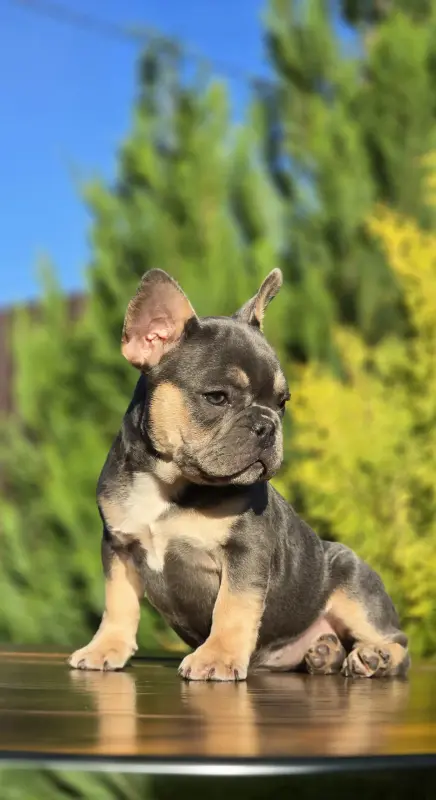 Щенки французского бульдога - Городея - 151966 - Доска объявлений Kupika.by - Фото 4