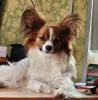 Вязка папийона( папильона) - Вся Беларусь - 150710 - Доска объявлений Kupika.by