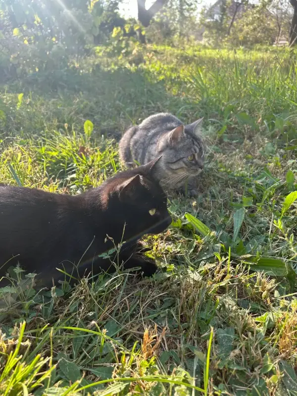 Очаровательный красавец Лоск в поисках семьи! 🐈‍⬛🏠