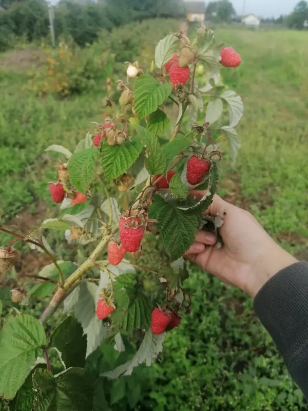 Саженцы малины Полонез