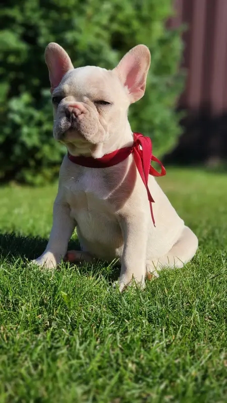 Щенки французского бульдога - Городея - 151966 - Доска объявлений Kupika.by - Фото 6