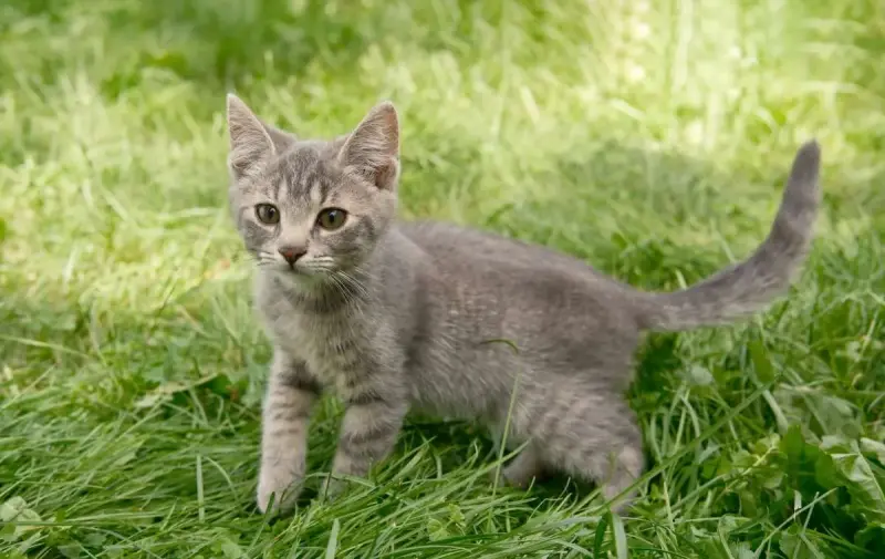 Замечательные котята в дар