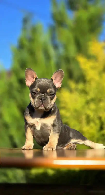 Щенки французского бульдога - Городея - 151966 - Доска объявлений Kupika.by - Фото 5