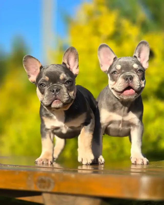 Щенки французского бульдога - Городея - 151966 - Доска объявлений Kupika.by - Фото 7