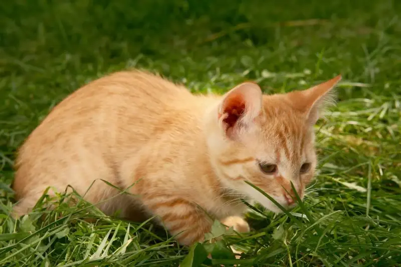 Замечательные котята в дар