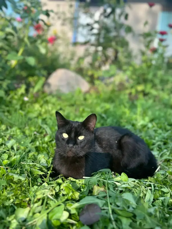 Очаровательный красавец Лоск в поисках семьи! 🐈‍⬛🏠