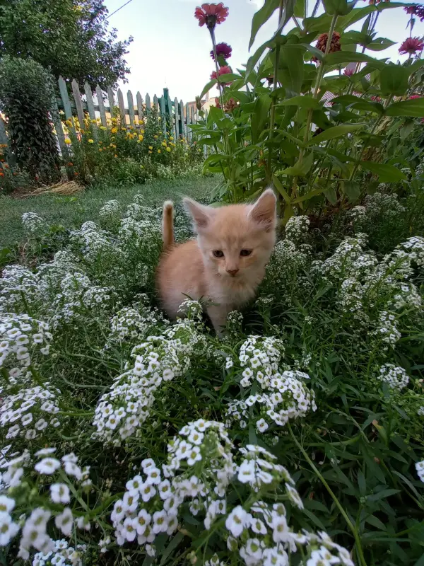 Бесплатно Котята ищут дом