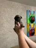 Щенки французского бульдога - Вся Беларусь - 153714 - Доска объявлений Kupika.by - Фото 4