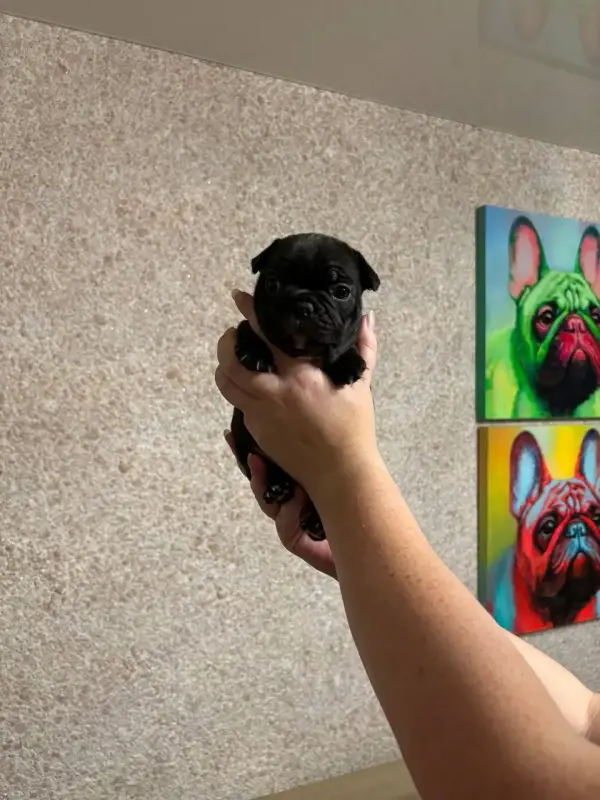 Щенки французского бульдога - Вся Беларусь - 153714 - Доска объявлений Kupika.by - Фото 6