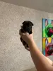 Щенки французского бульдога - Вся Беларусь - 153714 - Доска объявлений Kupika.by - Фото 6