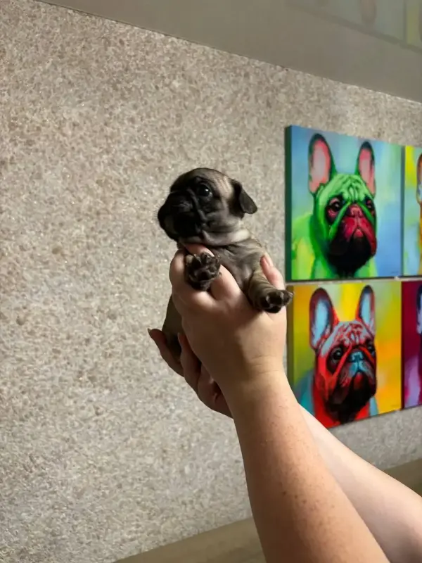 Щенки французского бульдога - Вся Беларусь - 153714 - Доска объявлений Kupika.by - Фото 5