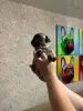 Щенки французского бульдога - Вся Беларусь - 153714 - Доска объявлений Kupika.by - Фото 5