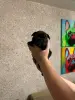 Щенки французского бульдога - Вся Беларусь - 153714 - Доска объявлений Kupika.by - Фото 8