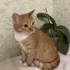 Кастрированный котик в дар