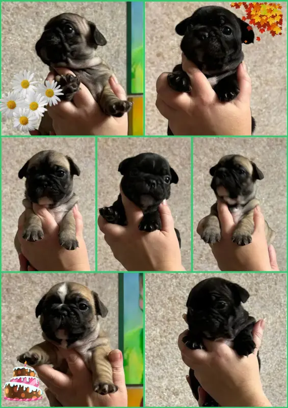 Щенки французского бульдога