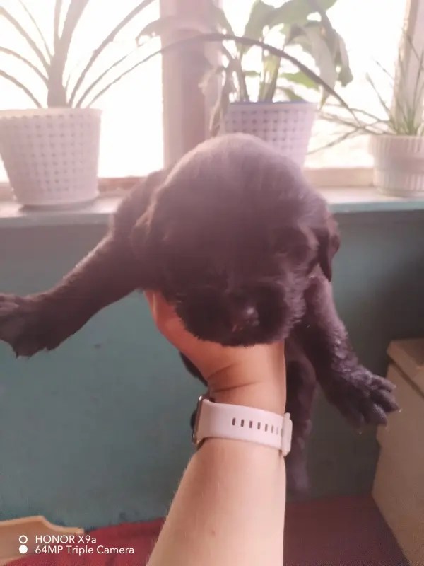 Щенки ньюфаундленда