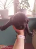 Щенки ньюфаундленда
