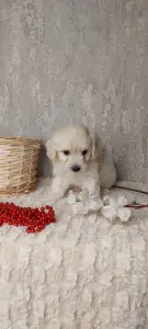 Мальчик мальтипу maltipoo boy