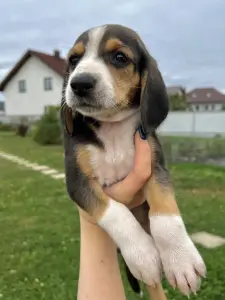 Щенки эстонской гончей