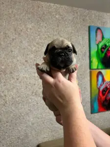 Щенки французского бульдога